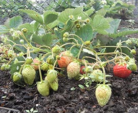 strawberries