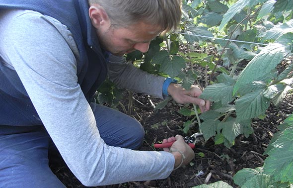 Pruning Glen Ample Raspberries