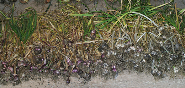 garlic-harvest