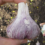 Germidour Garlic