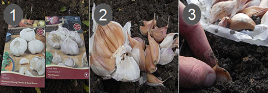 How to Grow Garlic