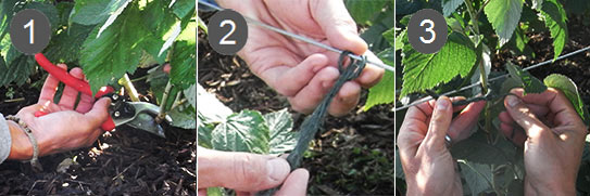 Pruning Raspberries