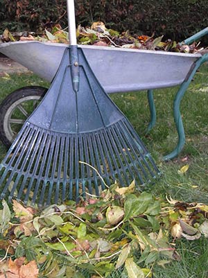 Leaves-in-wheel-barrow_17483