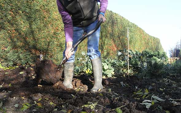 mulching vegetable bed