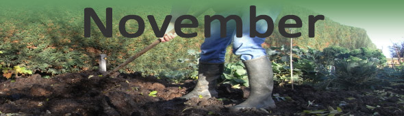 November Vegetable Garden