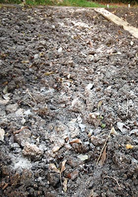 wood ash on garden