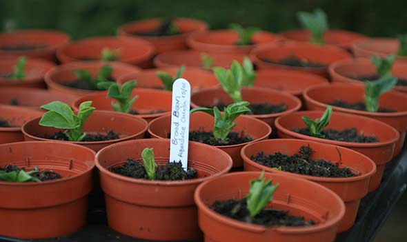 Broad Beans in Pots