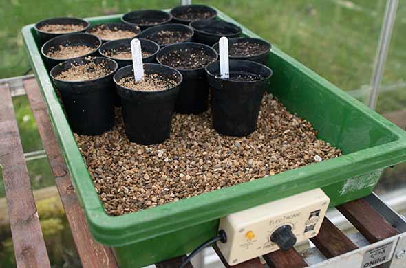 seeds germinating in propagator