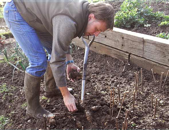 Digging Jerusalem artichokes