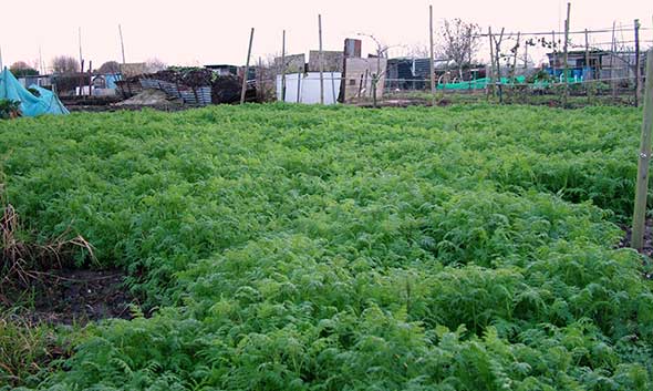 Green manure on allotment