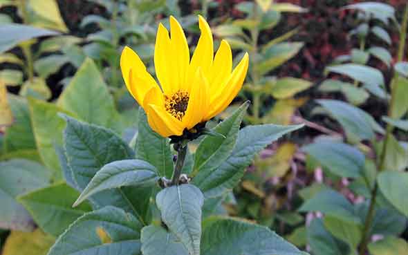 Jerusalem artichoke flower