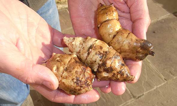 Fuseau Jerusalem artichokes