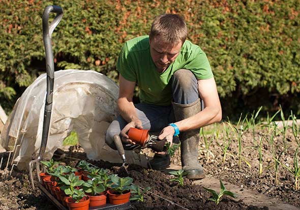 planting aquadulce claudia broad beans