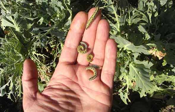 Cabbage White Catapillars