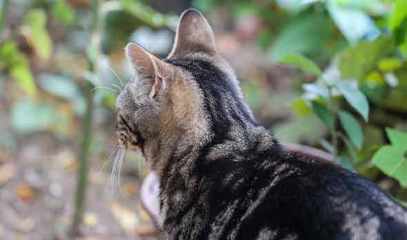 Cat in Vegetable Garden