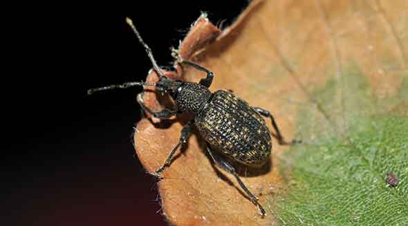 Adult Vine Weevil