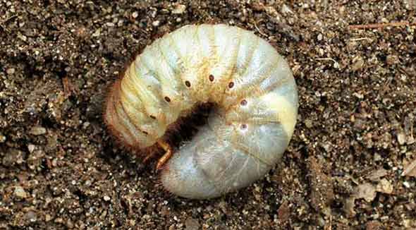 Vine Weevil Larvae